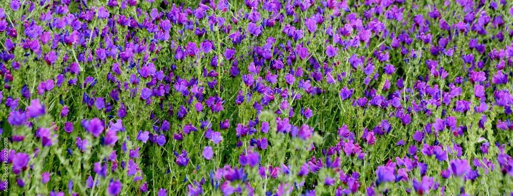 Close up of blooming blueweed on a meadow