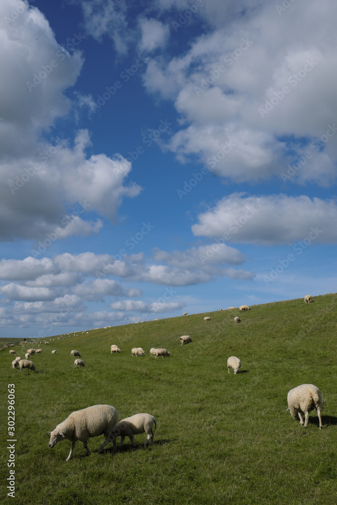 Schafe am Deich an der Nordseeküste - Stockfoto