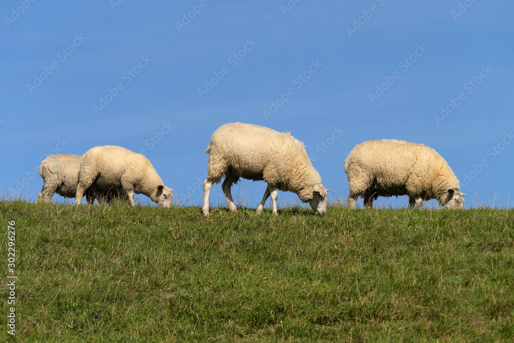 Fototapeta premium Schafe am Deich an der Nordseeküste - Stockfoto