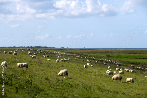 Schafherde auf Deich an der Nordseeküste bei Harlesiel in Niedersachsen - Stockfoto