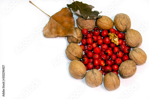 Autumn isolated photo frame of leaves, rowan and nuts.