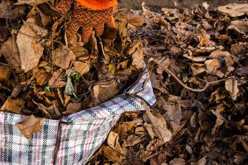 Autumn harvest of fallen yellow leaves
