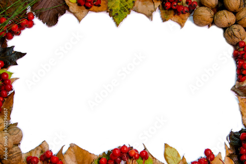 Autumn isolated photo frame of leaves, rowan and nuts.