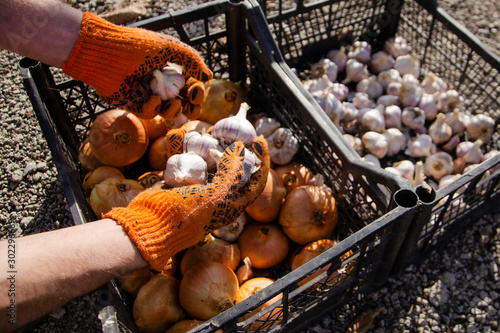 Harvesting and sorting onions and garlic in boxes