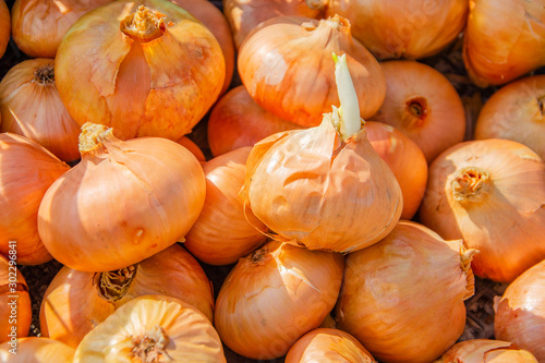 Harvesting and sorting onions and garlic in boxes