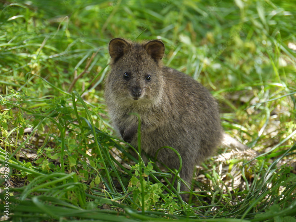 Quokka Quokka