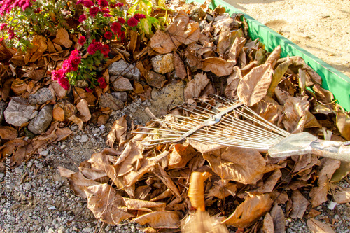 Autumn harvest of fallen yellow leaves