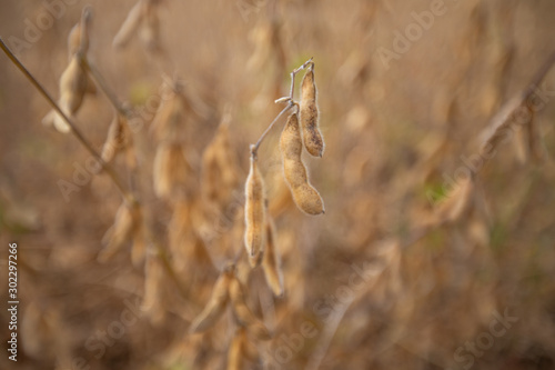 soy bean plants calvert county southern maryland farm ready for harvest photo