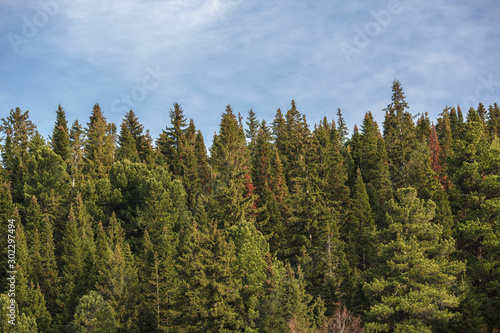 Green trees in a forest of old spruce, fir and pine trees in wilderness of a park. Sustainable industry, ecosystem and healthy environment concepts and background.