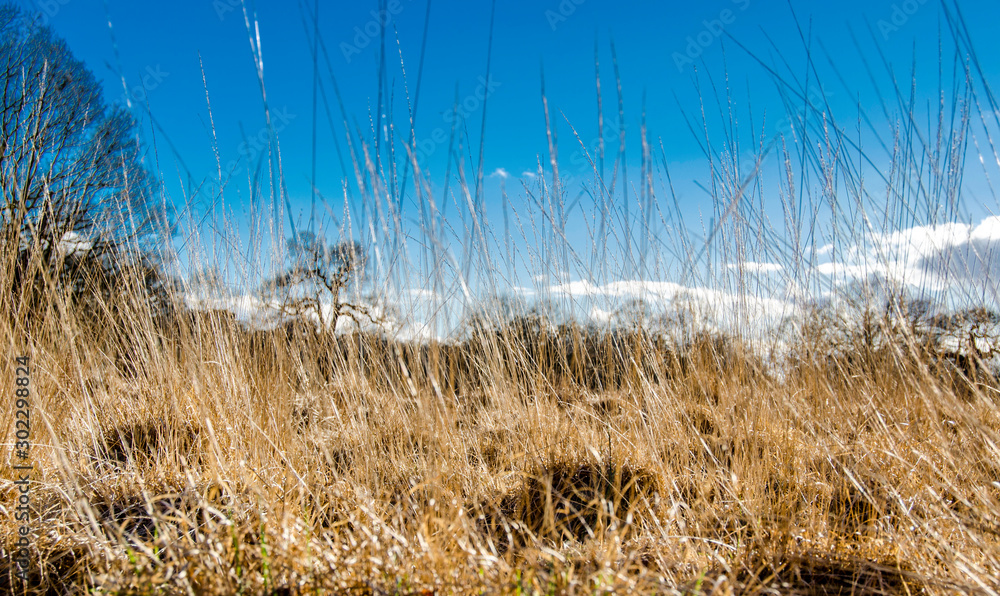 Obraz premium grass and sky