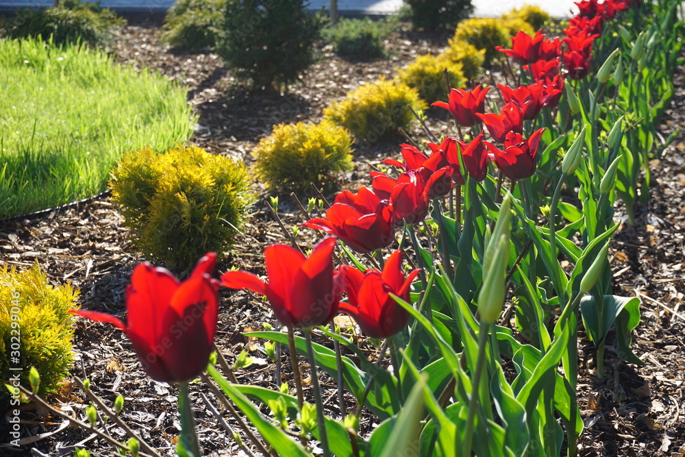 Fototapeta premium tulipany czerwone, rząd tulipanów