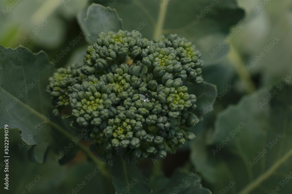 Green background with broccoli. Green background with broccoli.