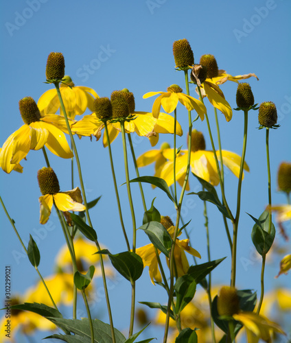 Ratibida pinnata  pinnate prairie coneflower