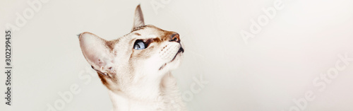 Blue-eyed oriental breed cat looking up. Fluffy hairy domestic pet with blue eyes relaxing at home. Adorable furry animal feline friend. Web banner header for website with copyspace.