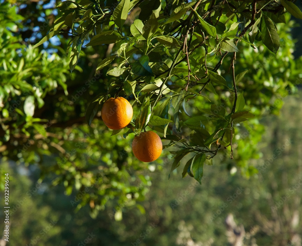 Ripe Orange fruits on a tree
