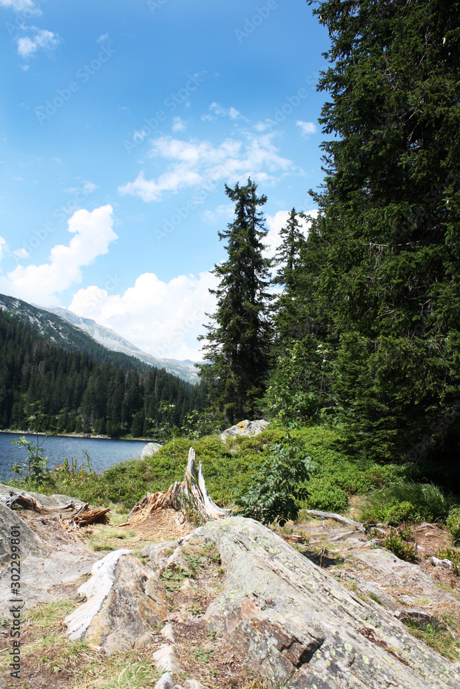 Swiss lake in the spruce forest with fir-tree , Alps. Summer Switzerland.