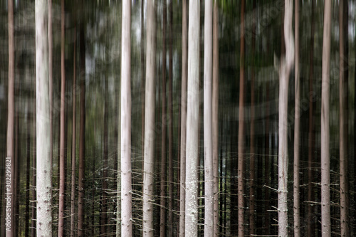 Motion blur background of trees in a forest