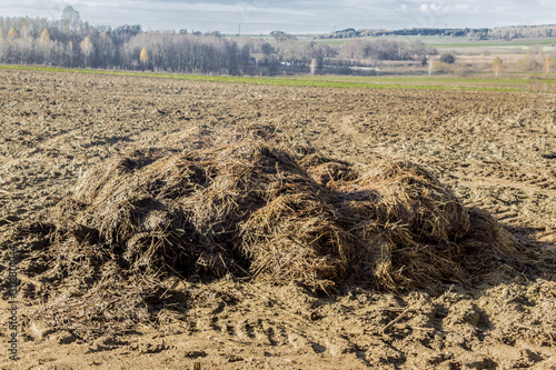 A large pile of dung lies on a plowed field. Fertilizer fields on a dairy farm. Podlasie. Poland.