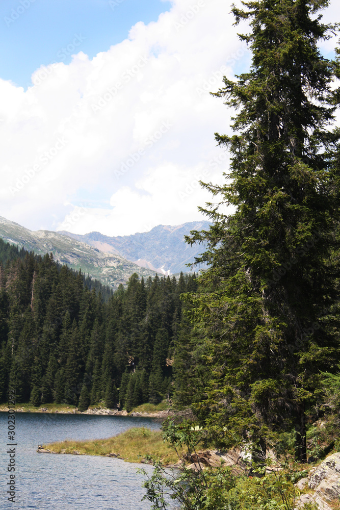 Swiss lake in the spruce forest with fir-tree , Alps. Summer Switzerland.