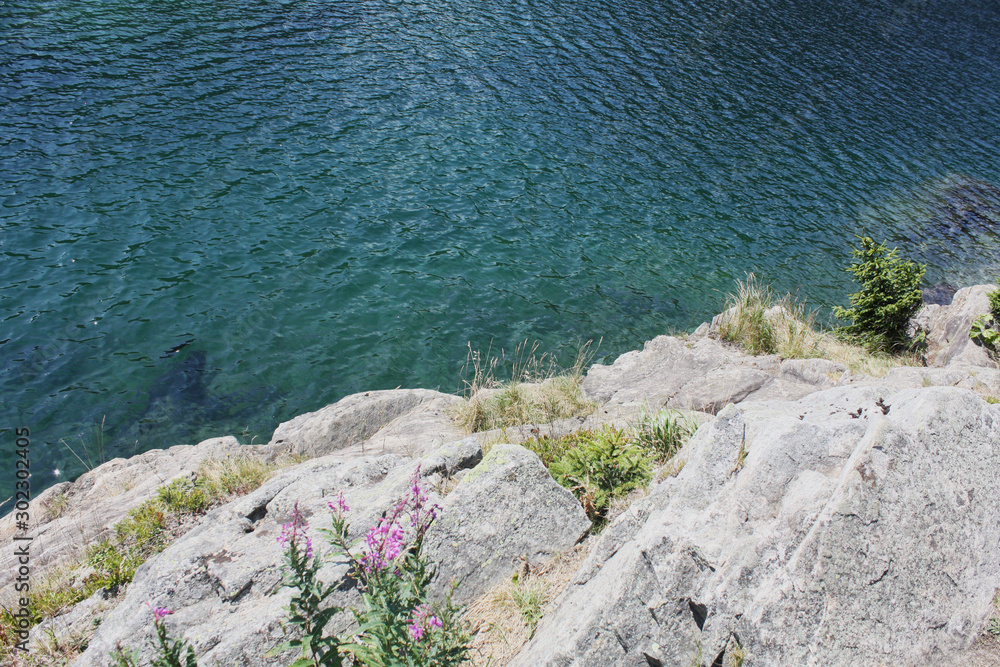 Swiss lake in the spruce forest with fir-tree , Alps. Summer Switzerland.