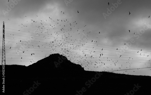 Flock of birds chaotically flying the gray sky next to the power line a cold winter morning