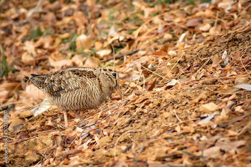 Camouflage bird woodcock. Brown dry leaves and white snow background. Bird  Eurasian Woodcock. Scolopax rusticola.