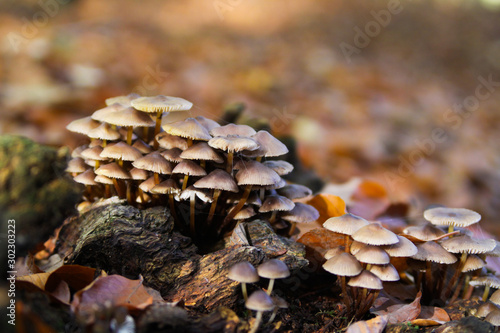 Close up of group small mushrooms (mycena) growing on dead tree trunk in forest - Germany