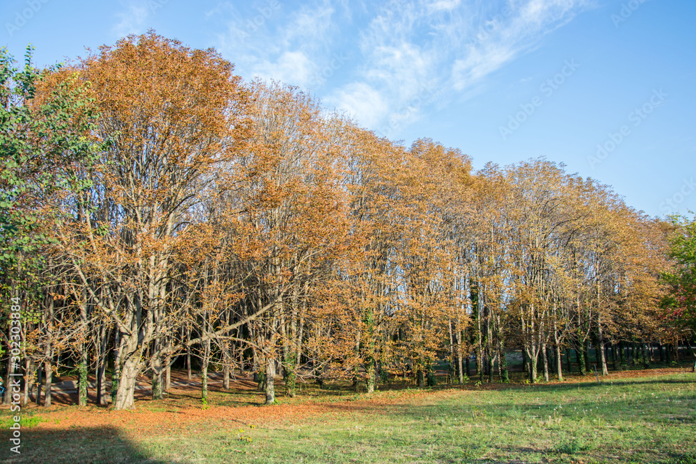 Beautiful autumn forest, orange leaves and beautiful trees against blue sky, outdoors, fall colors in the park 