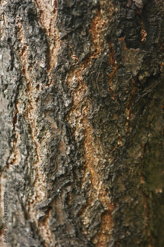 Obraz na płótnie bark of tree w salonie