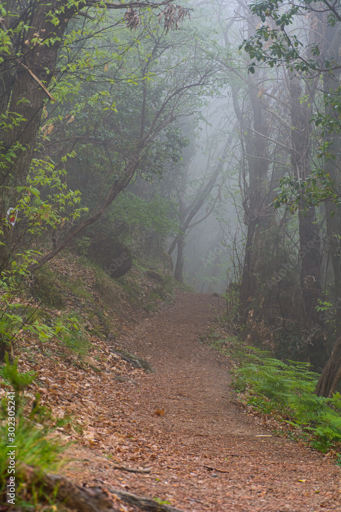 Obraz premium Sentiero avvolto nella nebbia in un bosco