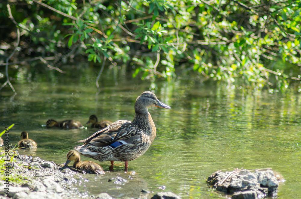 Beautiful wild duck. Swims in the pond. Mallard Green Head. Grey colour. Beautiful wild duck. Swims in the pond. Mallard Green Head. Grey colour.