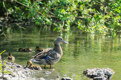  Beautiful wild duck. Swims in the pond. Mallard Green Head. Grey colour.