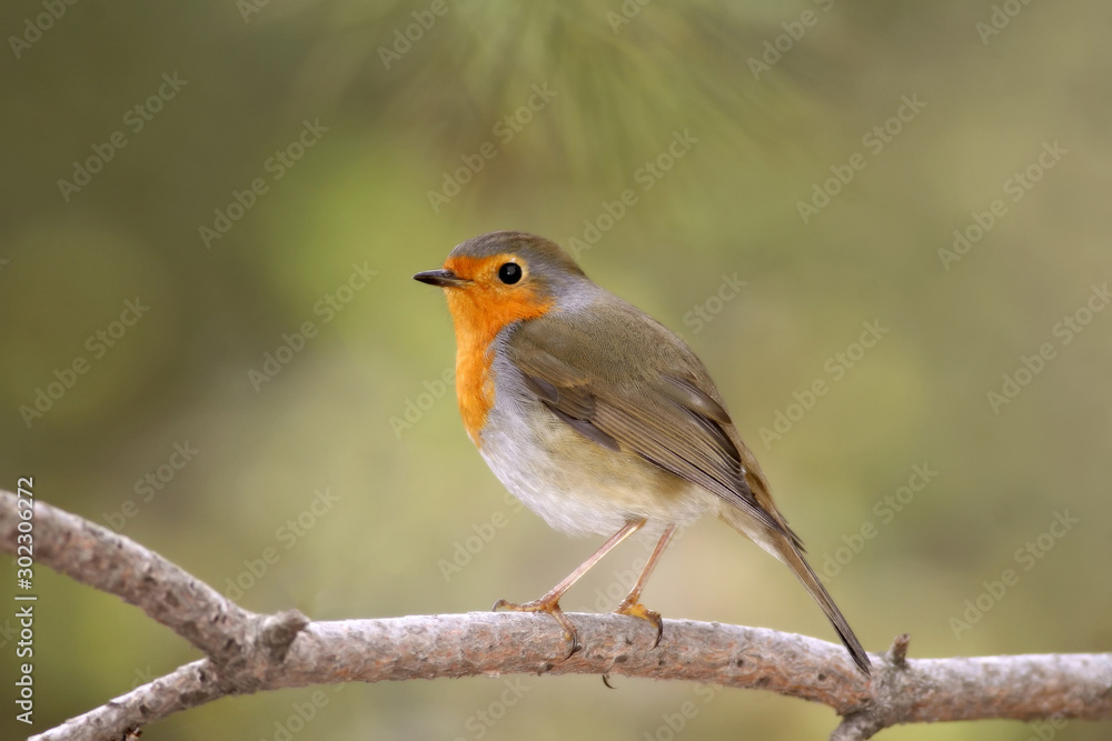 Cute bird robin. Winter forest background. Bird: European Robin. Erithacus rubecula. Cute bird robin. Winter forest background. Bird: European Robin. Erithacus rubecula.