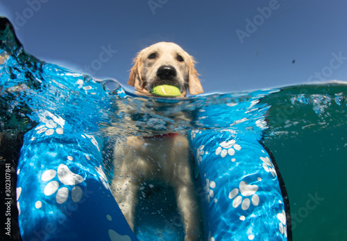 Photography Golden Retriever Puppy Playing in the ocean