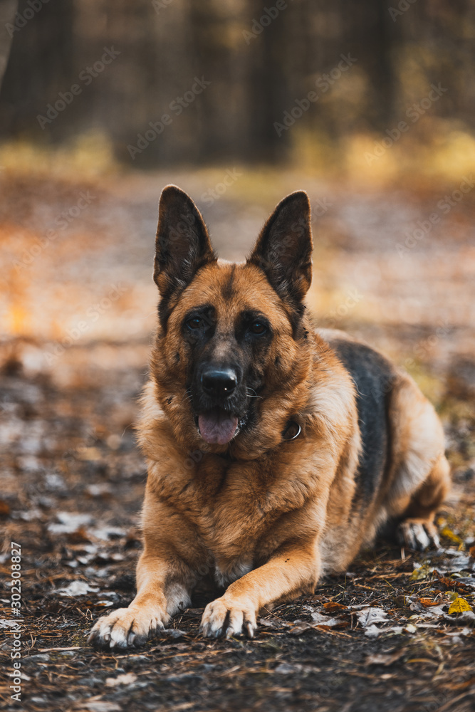 German Shepherd Dog Portrait in Autumnal Park. Bokeh Blurred Background German Shepherd Dog Portrait in Autumnal Park. Bokeh Blurred Background