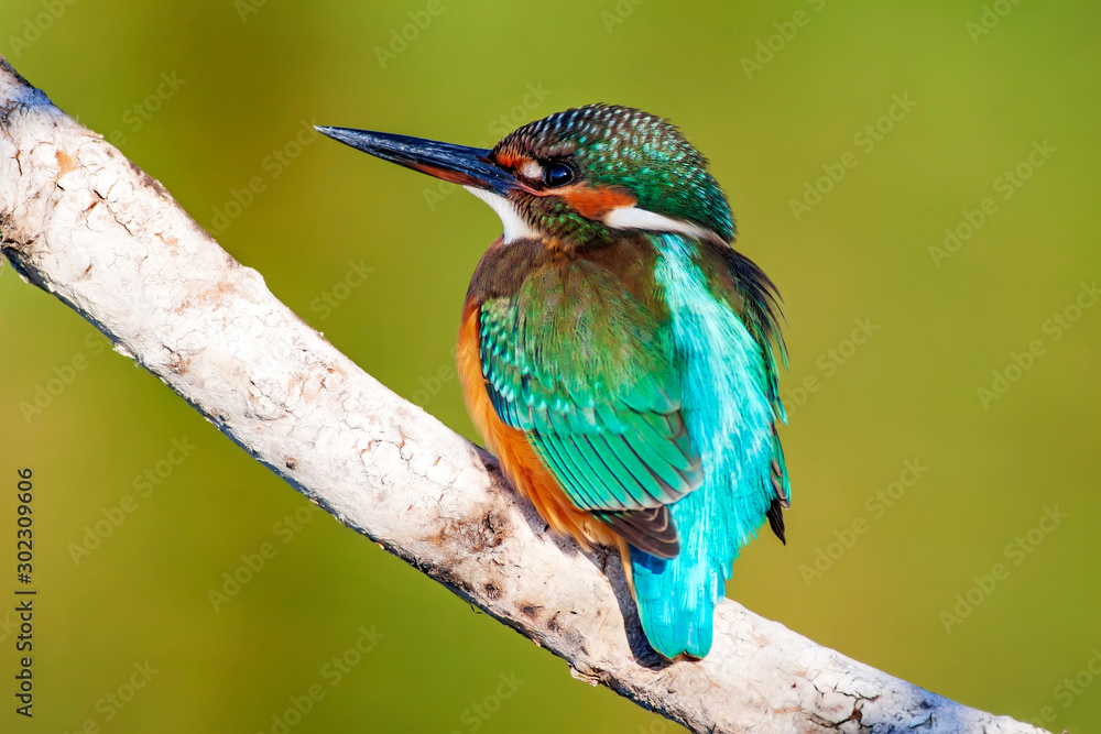 Fototapeta premium Cute colorful bird. Kingfisher. Green nature background. 