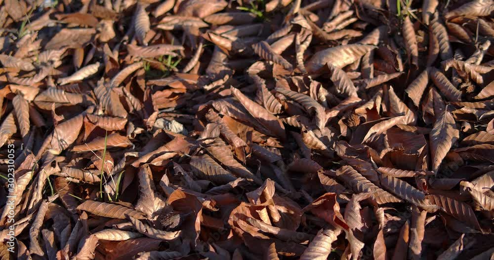 Fallen dry leaves lie on the ground. Fallen dry leaves lie on the ground.
