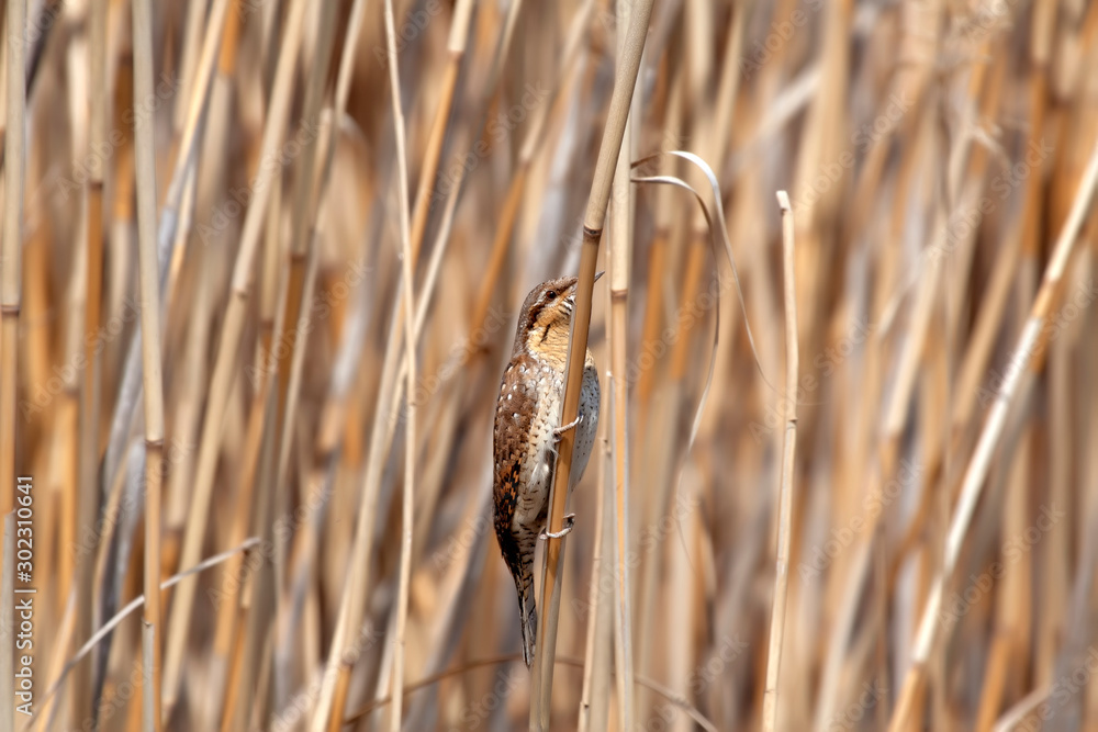Camouflage bird. Nature background. Bird: Eurasian Wryneck. Jynx torquilla. Camouflage bird. Nature background. Bird: Eurasian Wryneck. Jynx torquilla.