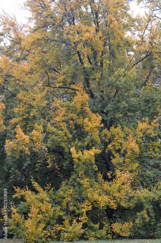 forêt au début de l'automne