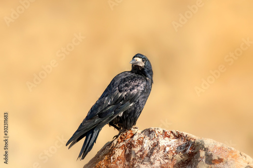Wall Mural Rook. Corvus frugilegus. Yellow nature background.