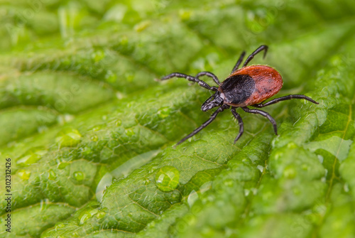 Wet deer tick crawling on natural dewy leaf with water drops. Ixodes ricinus or scapularis. Dangerous black legged parasite close-up on spring green background. Lyme disease or encephalitis infection.
