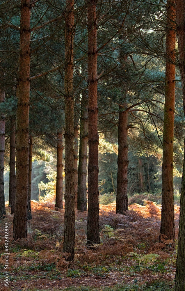 Obraz premium Scenic Sherwood Pines forest in Nottinghamshire England. Vibrant autumn pathways of tall pine trees with beautiful autumn colours and sunlight through the trunk and leaves