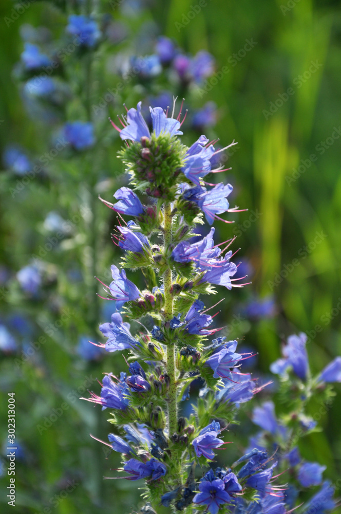 Obraz premium Echium vulgare blooms in nature in blue