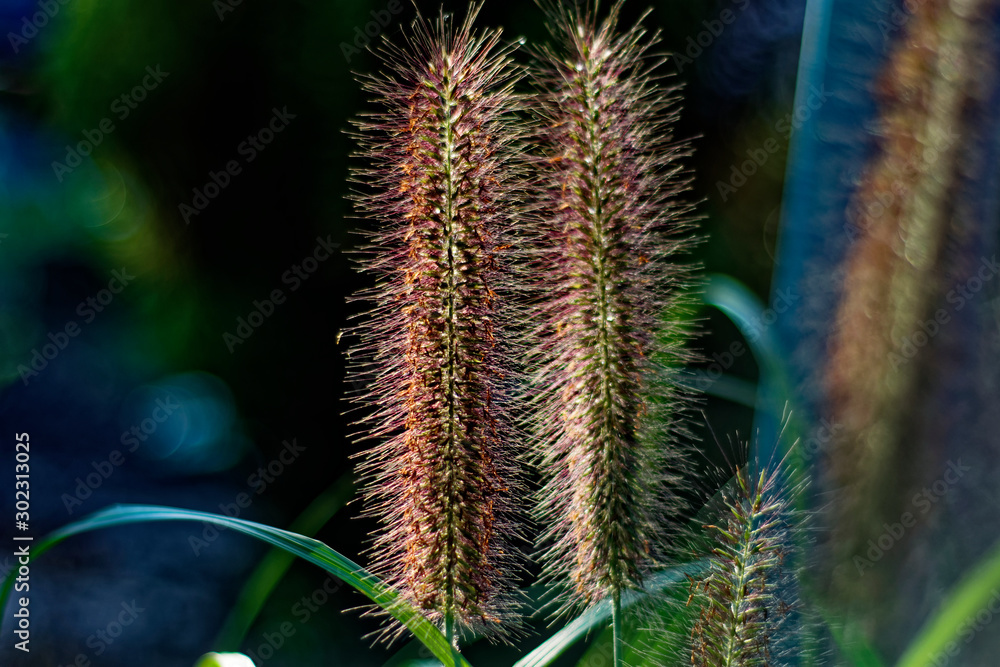 An interesting beautiful plant similar to a squirrel tail. An interesting beautiful plant similar to a squirrel tail.