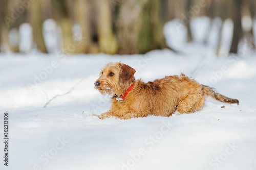 Dachshund puppy running through snow.