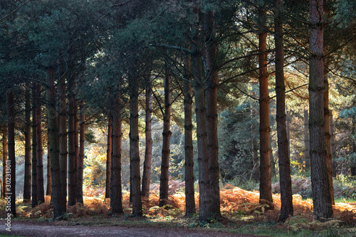 Scenic Sherwood Pines forest in Nottinghamshire England. Vibrant autumn pathways of tall pine trees with beautiful autumn colours and sunlight through the trunk and leaves photo