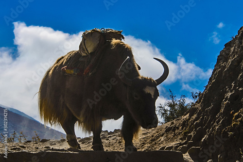 Yak in Nepali mountains with blue sky on background