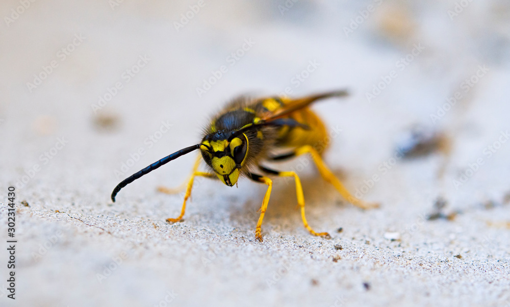 Obraz premium wasp looking