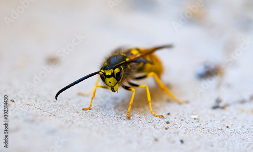 wasp looking