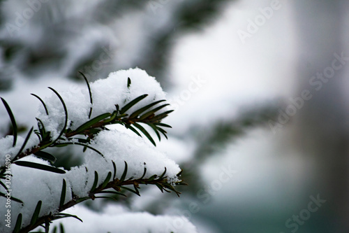 branch of a tree with snow